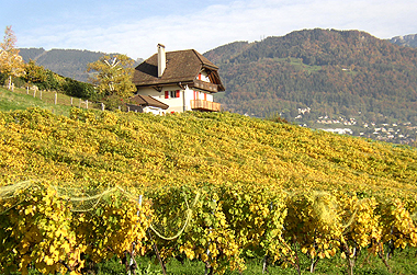 The grapevines of La-Tour-de-Peilz in Fall