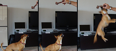Bow wow wow!