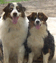 Doggies!